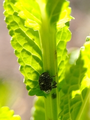 Cionus scrophulariae