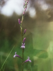 Lobelia urens