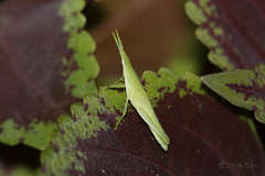 Atractomorpha similis