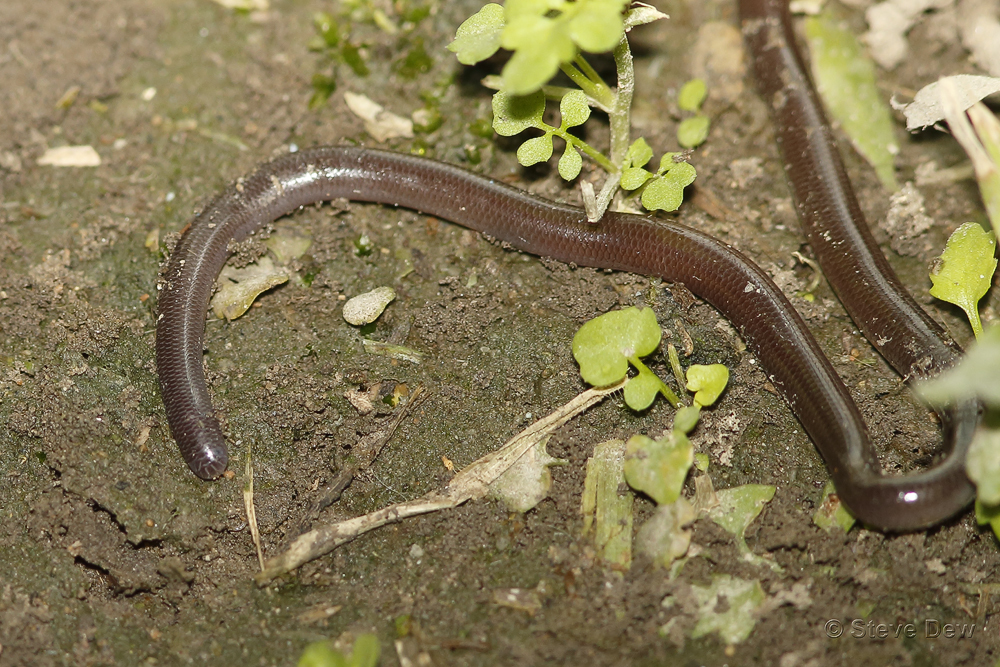 Brown-Snouted Blind Snake