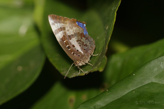 Arhopala micale