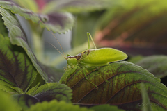 Hexacentrus mundurra