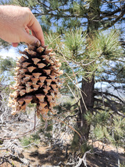 Pinus coulteri