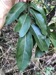 Cryptocarya microneura