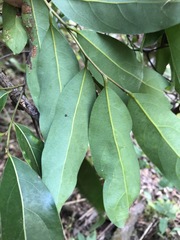 Cryptocarya microneura