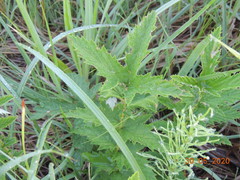Filipendula stepposa