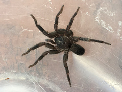 Seqocrypta