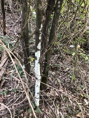 Cryptocarya microneura