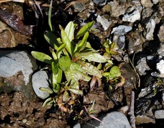 Epilobium glandulosum