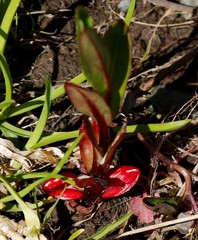Epilobium glandulosum