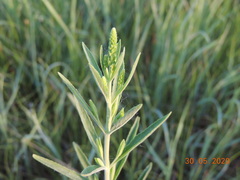 Veronica spuria
