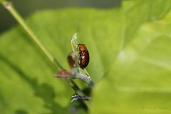 Platymela sticticollis