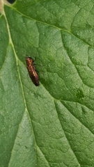 Agrilus ribesi