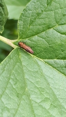 Agrilus ribesi