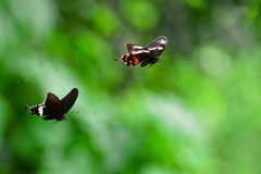 Papilio polytes