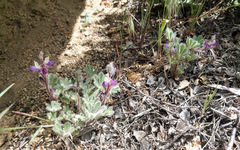 Lupinus concinnus