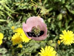 Papaver roseolum