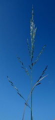 Eragrostis plana