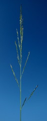 Eragrostis plana