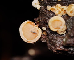 Gloeoporus phlebophorus