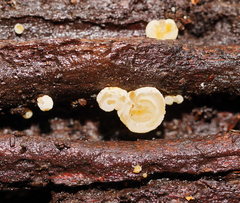 Gloeoporus phlebophorus