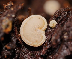 Gloeoporus phlebophorus