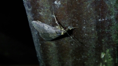 Hydrillodes nilgirialis