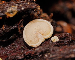 Gloeoporus phlebophorus