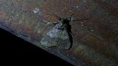 Hydrillodes nilgirialis