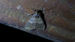 Hydrillodes nilgirialis