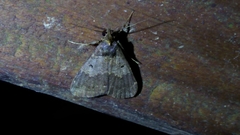 Hydrillodes nilgirialis