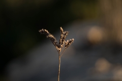 Petrosedum sediforme