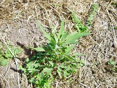 Chenopodium ficifolium
