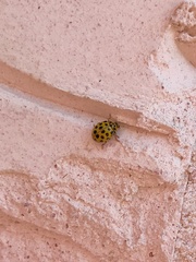 Psyllobora vigintiduopunctata