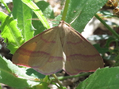 Rhodostrophia calabra