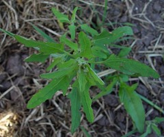 Chenopodium ficifolium