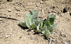 Asclepias californica
