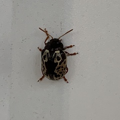 Calligrapha confluens