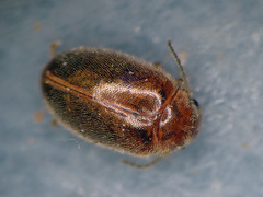 Contacyphon ochraceus