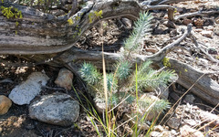 Pinus quadrifolia
