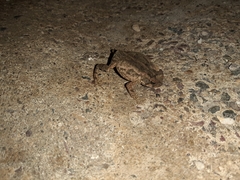 Rhinella marina