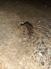 Rhinella marina
