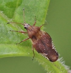 Physatocheila