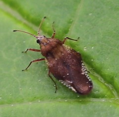 Physatocheila