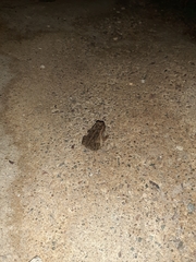 Rhinella marina