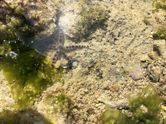 Ophiocoma scolopendrina