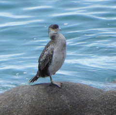 Gulosus aristotelis desmarestii