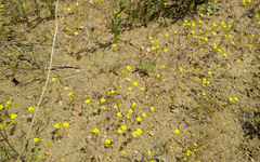 Leptosiphon chrysanthus