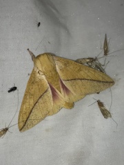 Syssphinx bisecta