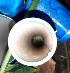 Ranoidea caerulea